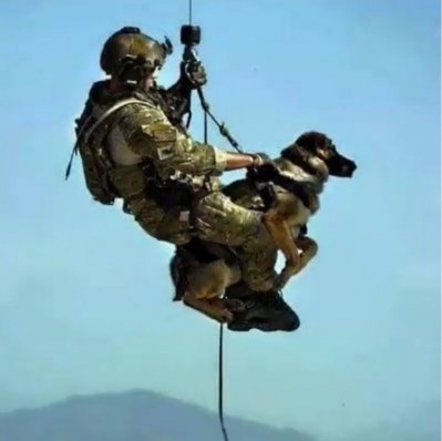 dog8.jpg