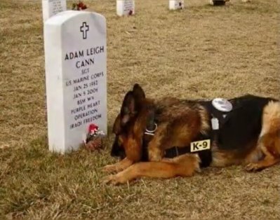 dog10.jpg