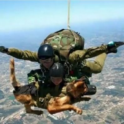 dog11.jpg
