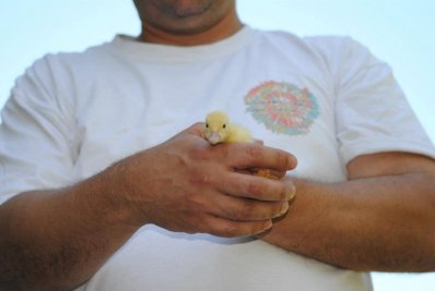Lucky Ducky 2.jpg