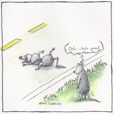 Possum.jpg