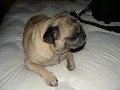 65 HEMI BELVEDERE 582 HEMI UPDATE 004.jpg