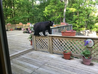 bear12.jpg