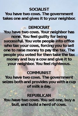 COWS.jpg