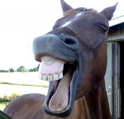 laughing horse.jpg