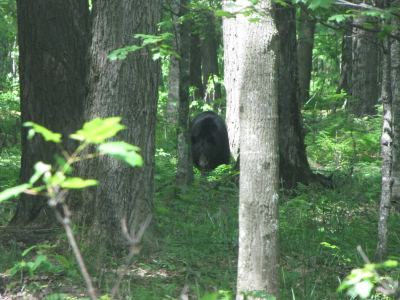 bear2.jpg
