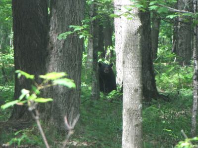 bear1.jpg