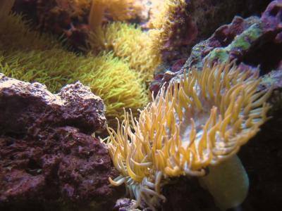 coral.jpg