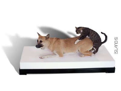 catdog.jpg