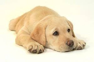 Cute Yellow Lab Puppy.jpg