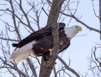 eagletree1b_zpsf7d4c1de.jpg