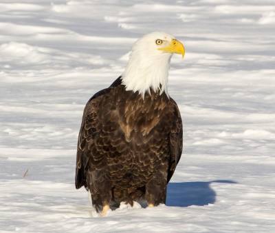 eaglefield3_zpsbba70794.jpg