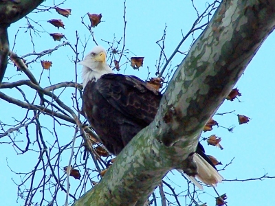 101_6292_zpscc076928.jpg