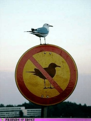 bird_zps7333bc94.png