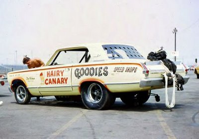 6363314-Hairy%252520Canary.jpg