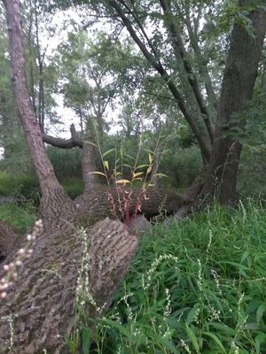 IMG_20170904_175313.jpg IMG_20170904_175313.jpg