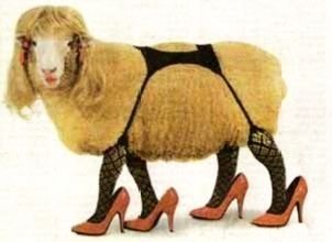 sheep_stockings_high_20heels.jpg