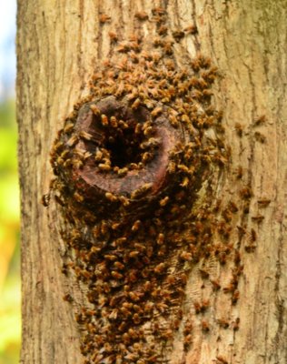 BEES.jpg BEES.jpg