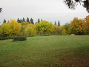 IMG_0355 (Large).JPG IMG_0355 (Large).JPG