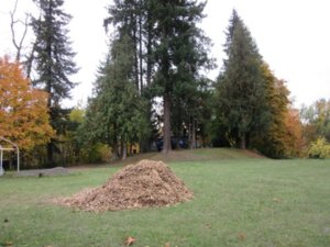 IMG_0356 (Large).JPG IMG_0356 (Large).JPG