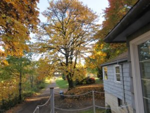 IMG_0354 (Large).JPG IMG_0354 (Large).JPG