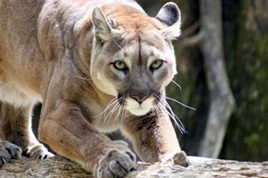 puma.jpg