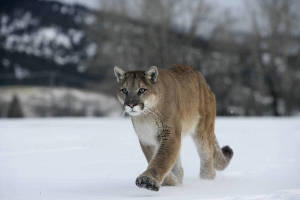9050891_web1_43-cougar.jpg