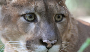 Cougar-Mac_03-1024x585.jpg