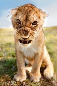 47847babab30482dc7ca124a84b7c3f7--baby-lions-lion-cub.jpg
