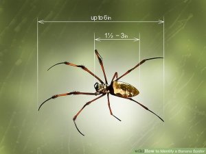 aid2097189-v4-728px-Identify-a-Banana-Spider-Step-2-Version-7.jpg aid2097189-v4-728px-Identify-a-Banana-Spider-Step-2-Version-7.jpg