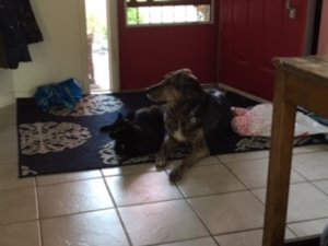 JAKE AND MR JINGLES.JPG JAKE AND MR JINGLES.JPG