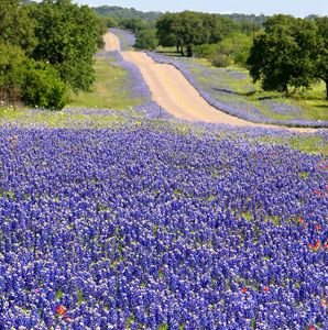 wildflowers_1.jpg