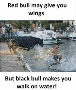 A black bull.jpg