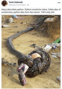 A snake fight.jpg