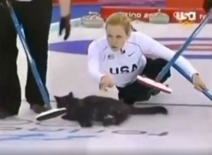 curling cats.JPG