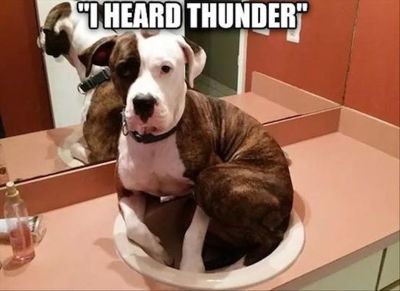 20ca7258cd5ec26de9d9e4c808636b72--biggest-dog-pitty.jpg