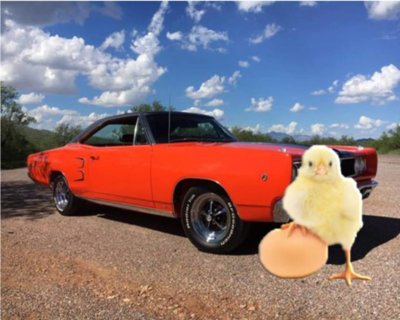 Chick.jpg