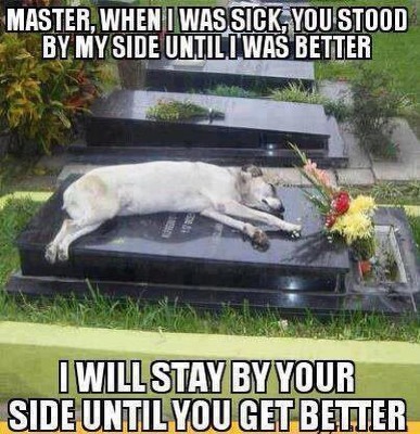 funny-animal-memes-4-1-03-1-3-4-6-7-8-9-3-2-1-4-3-2.png
