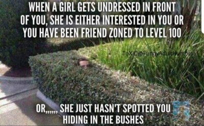 Bushes.jpg