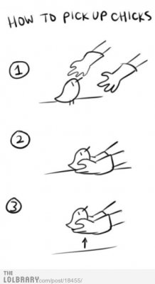 how-to-pick-up-chicks-18455.jpg