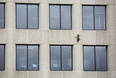 1395336_Stranded_Raccoon_29572.jpg-.jpg