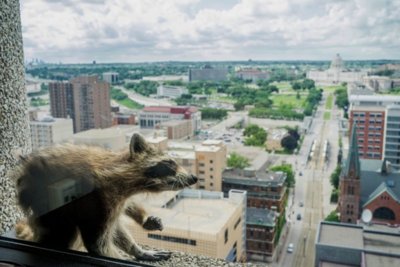 14xp-raccoon2-jumbo.jpg