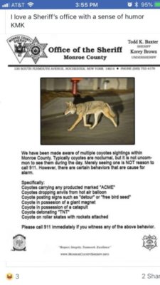coyote warning (2).jpg