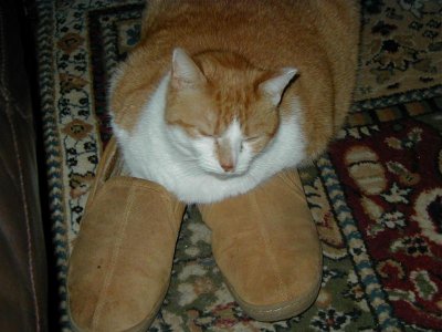 Molly slipers.jpg