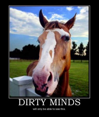 horse.jpg