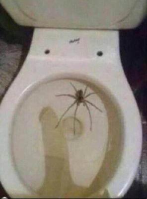 Dick spider.jpg Dick spider.jpg