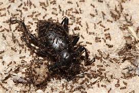 th?id=OIP.UyQMctrdXRV9pi0ibOtlOAHaE8&pid=15.jpg th?id=OIP.UyQMctrdXRV9pi0ibOtlOAHaE8&pid=15.jpg