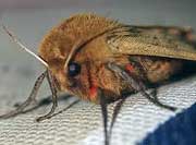 moths-legs.jpg moths-legs.jpg