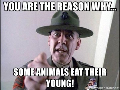 you-are-the-reason-why-some-animals-eat-their-young.jpg