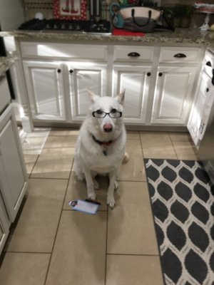 dog2.JPG